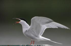 Sterna hirundo
