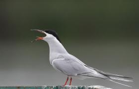 Sterna hirundo