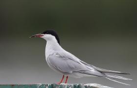 Sterna hirundo