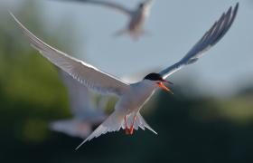 Sterna hirundo