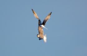 Sterna hirundo