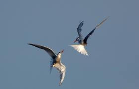 Sterna hirundo