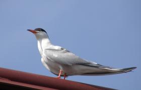 Sterna hirundo