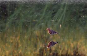 Limosa limosa