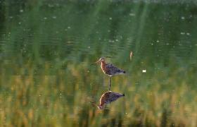Limosa limosa