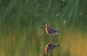 Limosa limosa