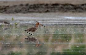 Limosa limosa