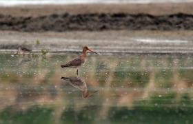 Limosa limosa