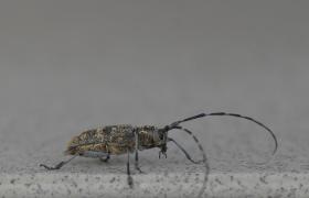 Saperda populnea