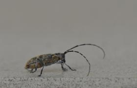 Saperda populnea