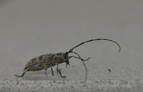 Saperda populnea