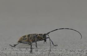 Saperda populnea
