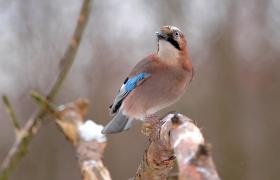 Garrulus glandarius