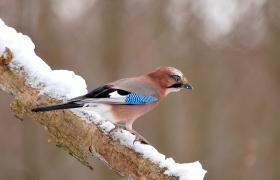 Garrulus glandarius