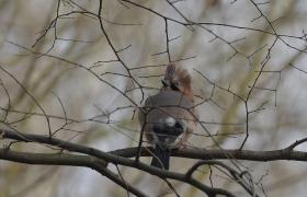 Garrulus glandarius