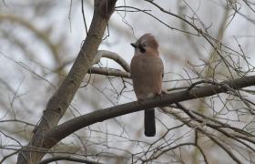 Garrulus glandarius