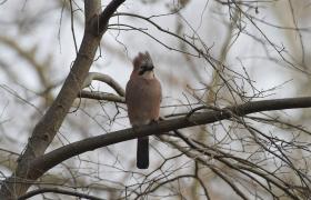 Garrulus glandarius