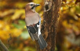 Garrulus glandarius