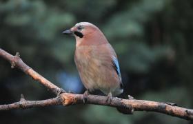 Garrulus glandarius