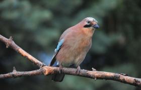 [Garrulus glandarius