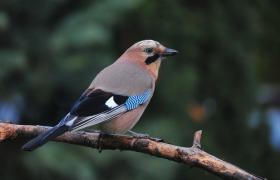 Garrulus glandarius