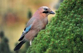Garrulus glandarius