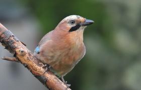 Garrulus glandarius