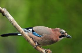 Garrulus glandarius