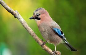 Garrulus glandarius