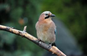 Garrulus glandarius