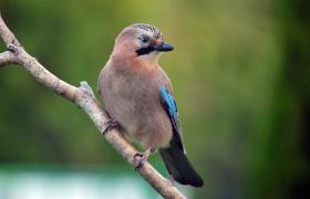 Garrulus glandarius
