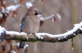 Garrulus glandarius