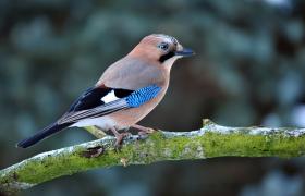 Garrulus glandarius