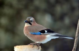 Garrulus glandarius
