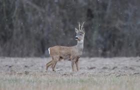 Capreolus capreolus
