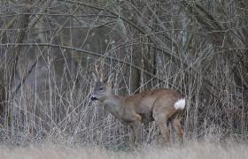 Capreolus capreolus