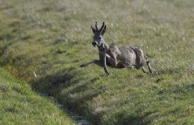 Capreolus capreolus