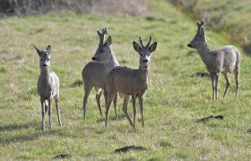 Capreolus capreolus