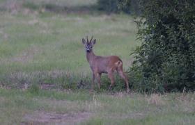 Capreolus capreolus