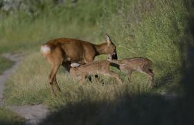 Capreolus capreolus