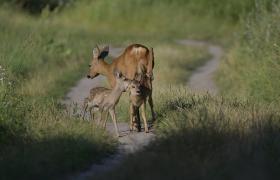 Capreolus capreolus