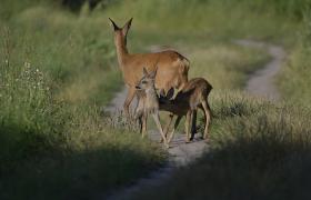 Capreolus capreolus