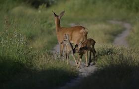 Capreolus capreolus