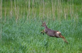 Capreolus capreolus