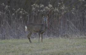 Capreolus capreolus