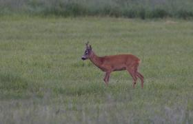 Capreolus capreolus