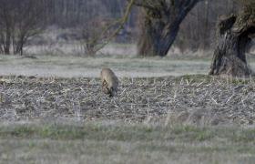 Capreolus capreolus