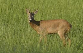 Capreolus capreolus
