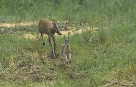 Capreolus capreolus