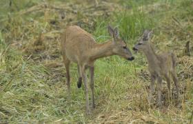 Capreolus capreolus